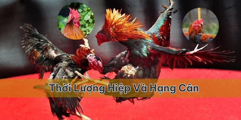 Thời lượng của mỗi hiệp đấu và quy định về hạng cân của chiến kê