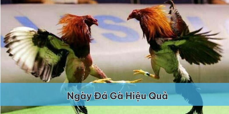 Lựa chọn ngày đá gà phù hợp giúp tăng cơ hội thắng lợi